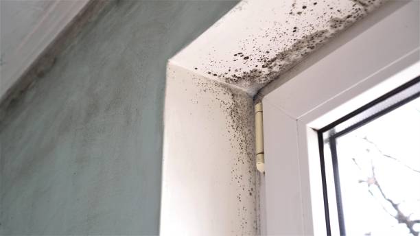 Best Water Damage & Mold Remediation  in Bressler, PA