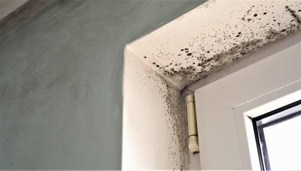 Environmental Consulting for Mold Prevention in Bressler, PA