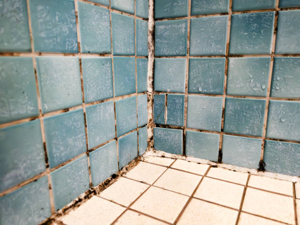 Forensic Mold Investigation in Bressler, PA