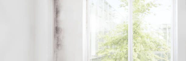 Best Dehumidification Services  in Bressler, PA
